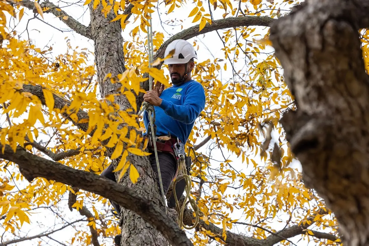 Skilled Storm Damage Cleanup crew working in Imperial